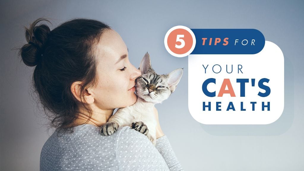 5 Tips for Your Cat's Health 5 Tips for Your Cat's Health